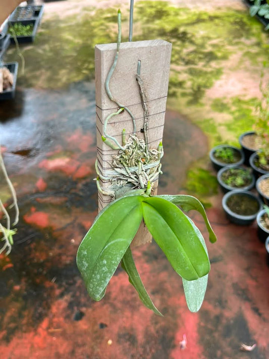 Gastrochilus obliquus