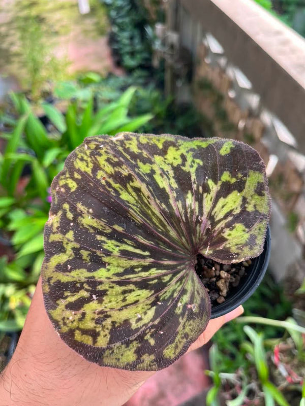 Nervilia plicata (Variegata)