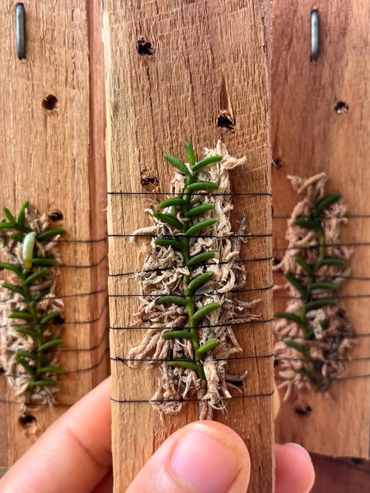 Cleisostoma scolopendrifolium