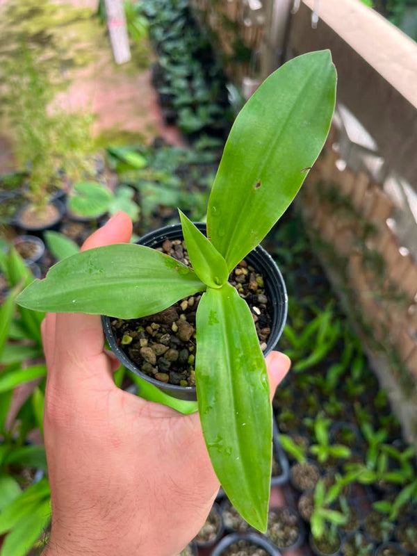 Habenaria amplexicaulis