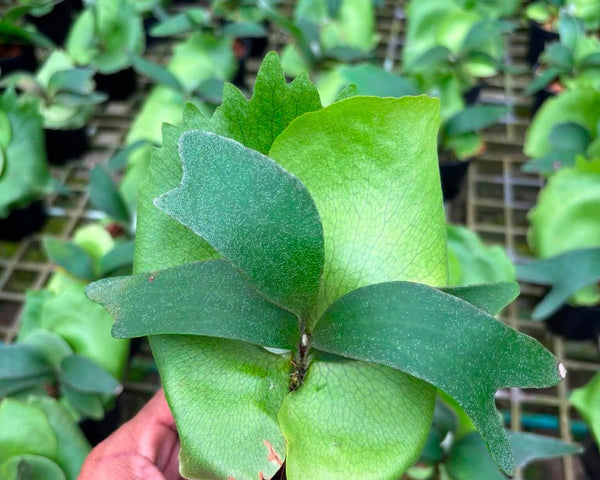 Platycerium Foong Siqi