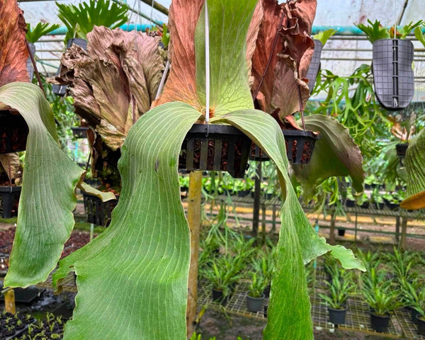 Platycerium Elimaria