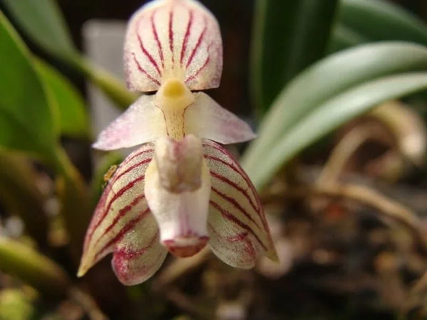 Bulbophyllum ambrosia