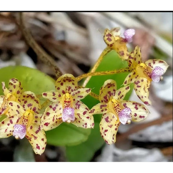 Bulbophyllum violaceolabellum