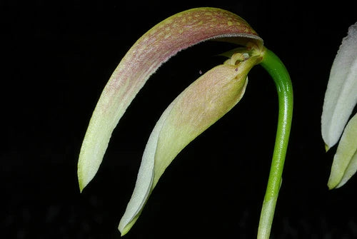 Bulbophyllum antenniferum