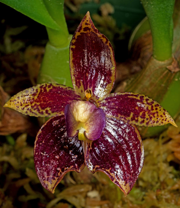 Bulbophyllum ecornutum