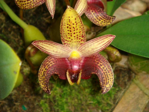 Bulbophyllum sumatranum