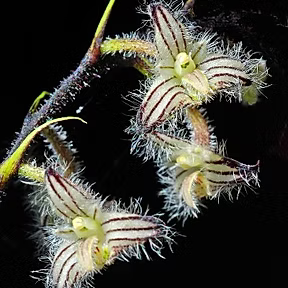 Bulbophyllum lindleyanum