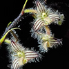 Bulbophyllum lindleyanum