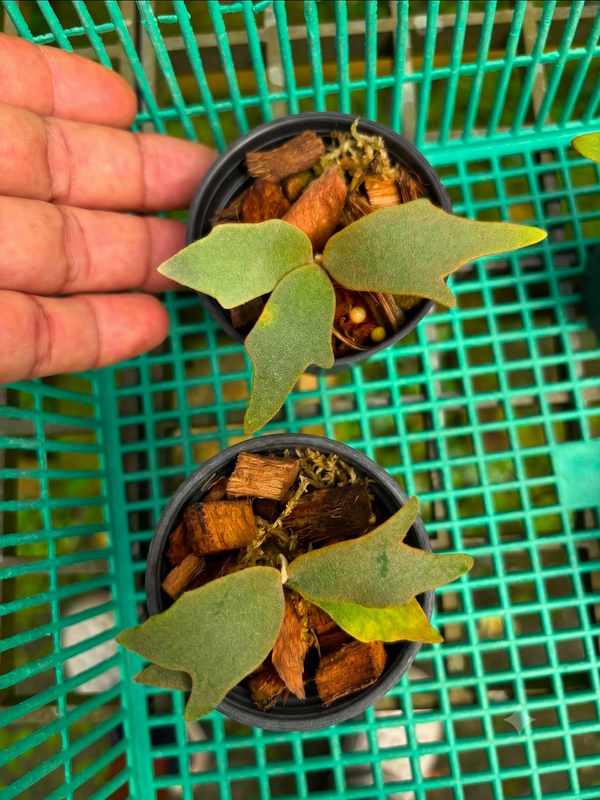 Platycerium willinckii 'Nano' Dwarf