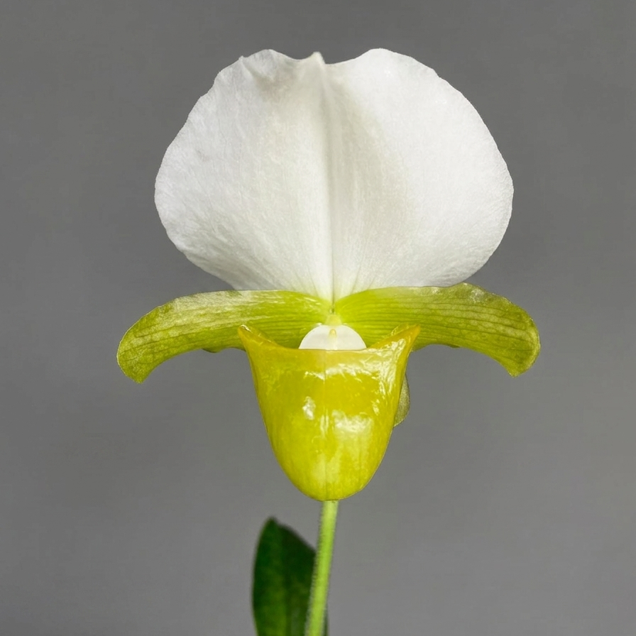 Paphiopedilum charlesworthii alba