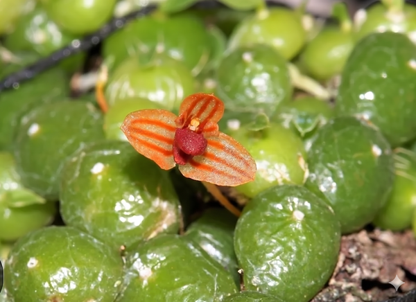 Bulbophyllum moniliforme