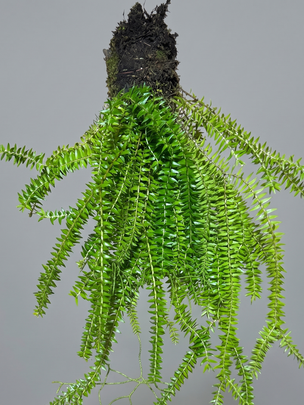 Lycopodium squarrosum