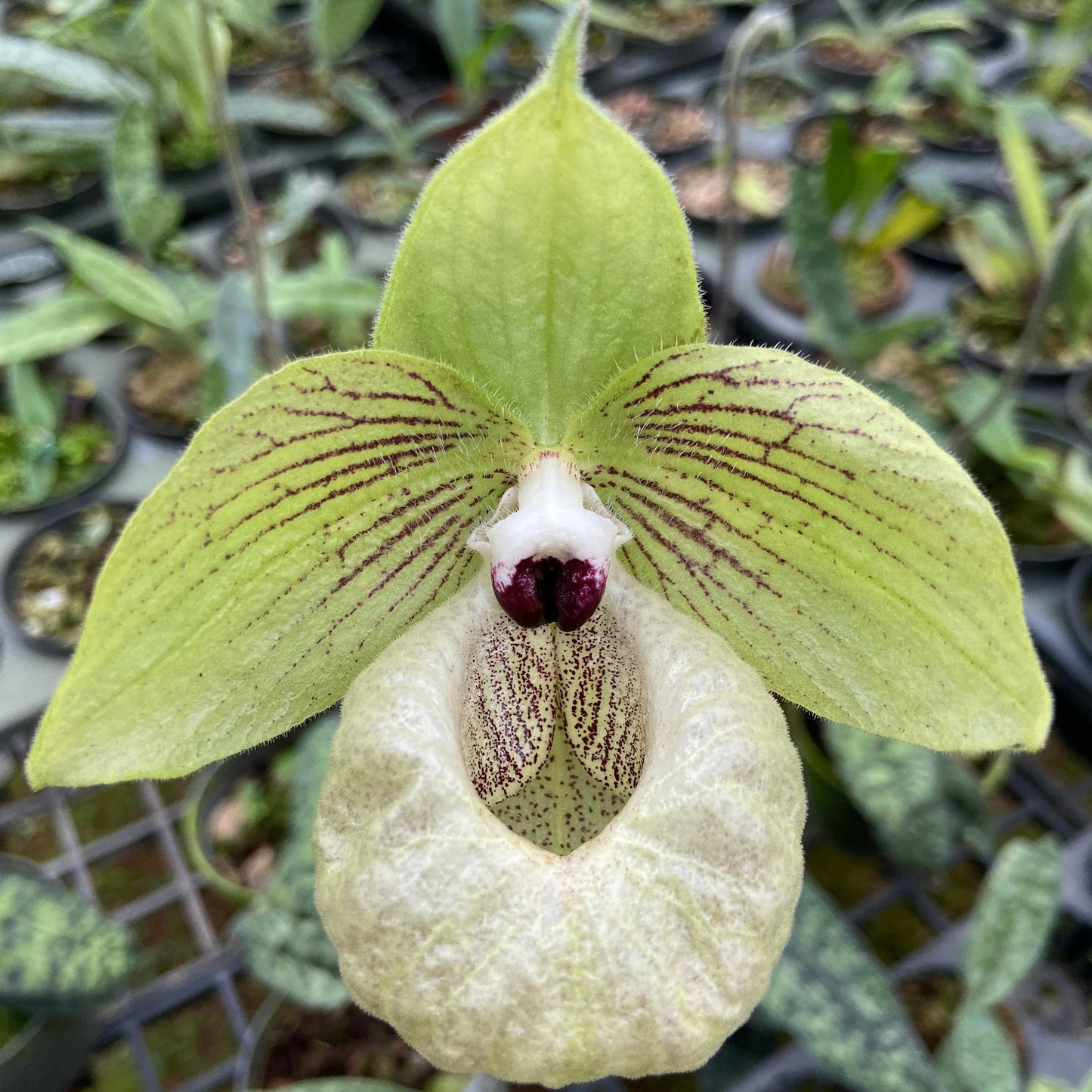 Paphiopedilum malipoense