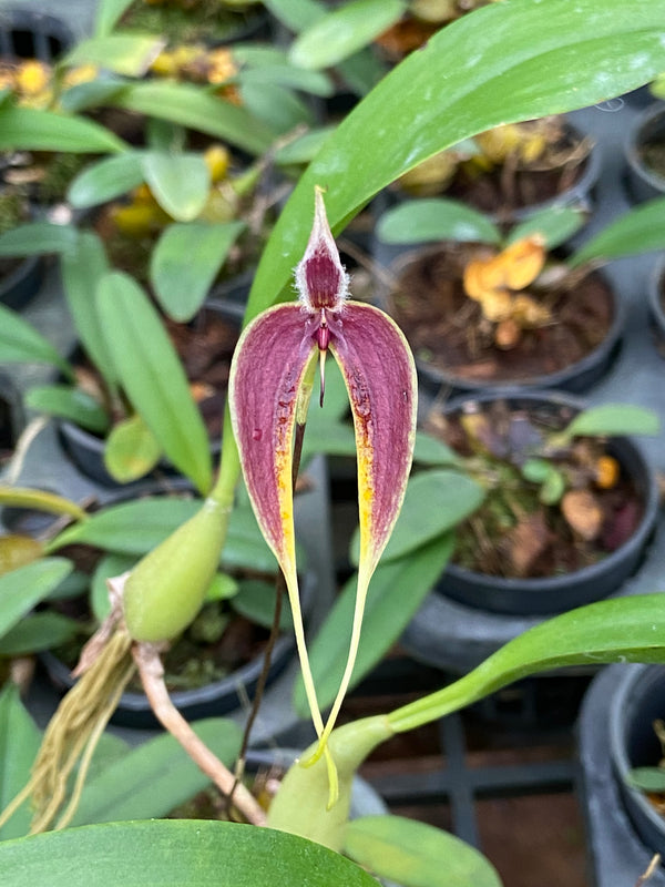 Bulbophyllum blumei