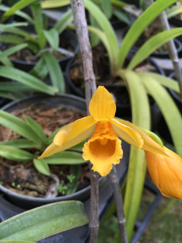Dendrobium henryi