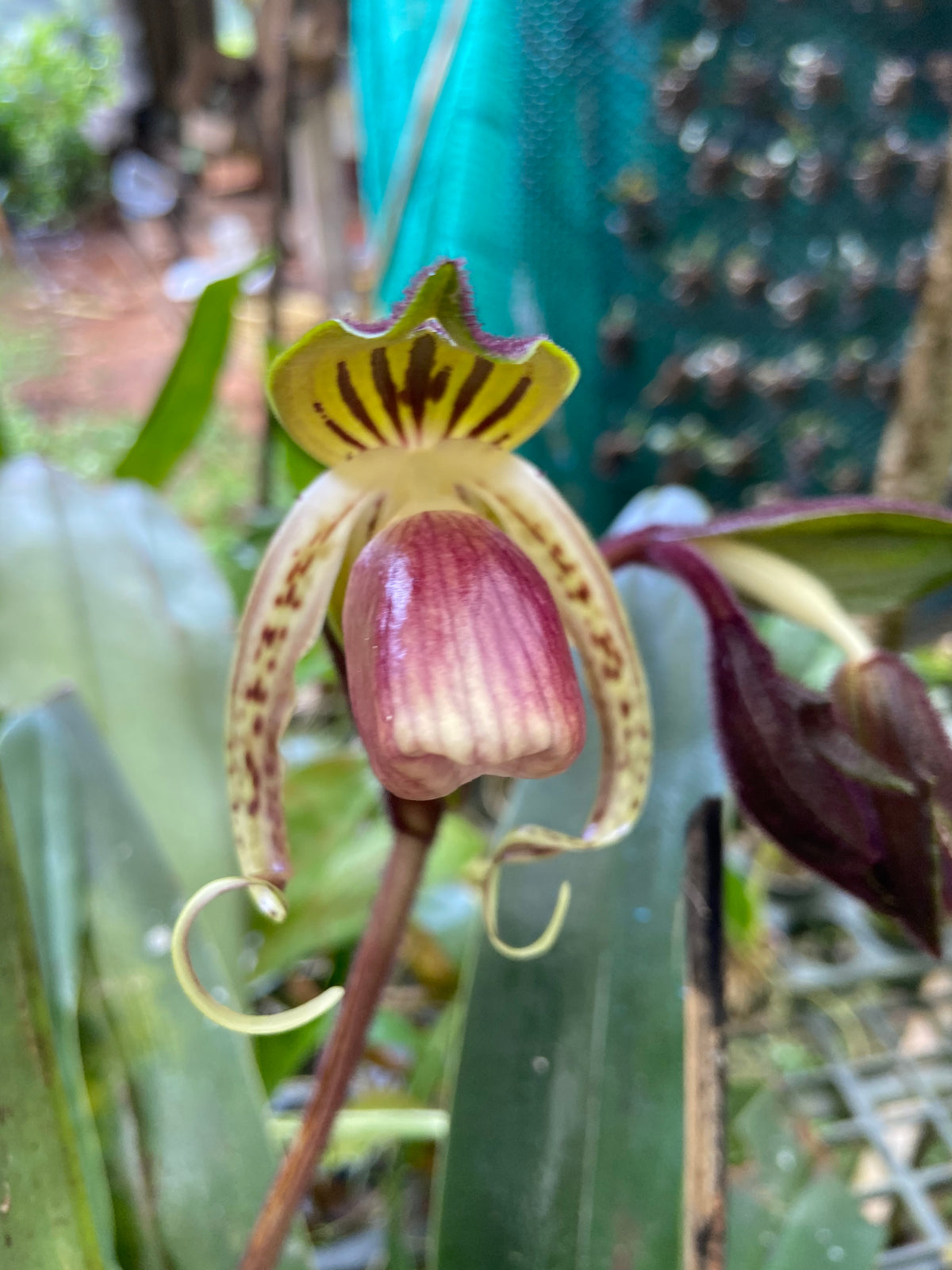 Paphiopedilum gigantifolium