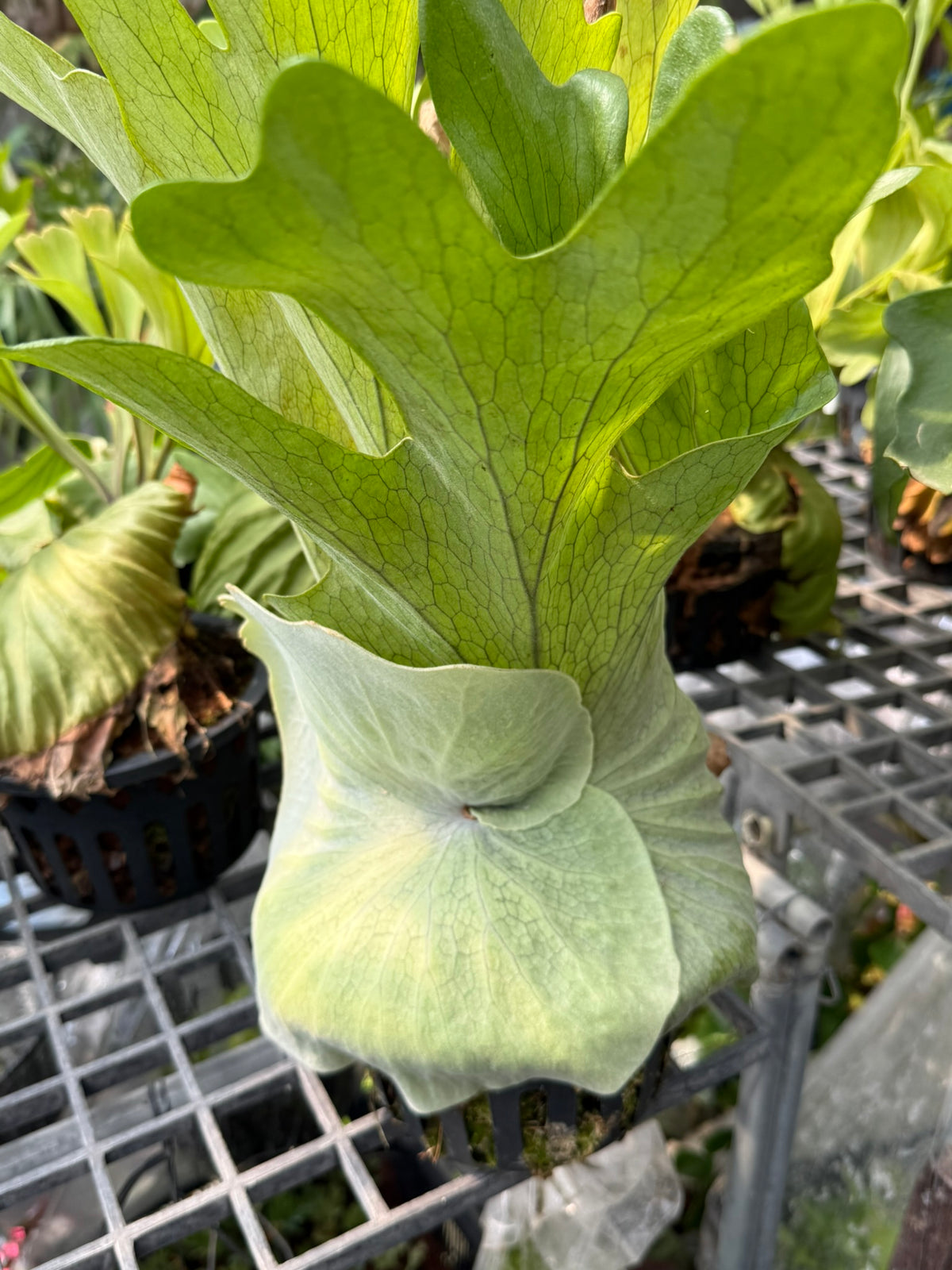 Platycerium grande