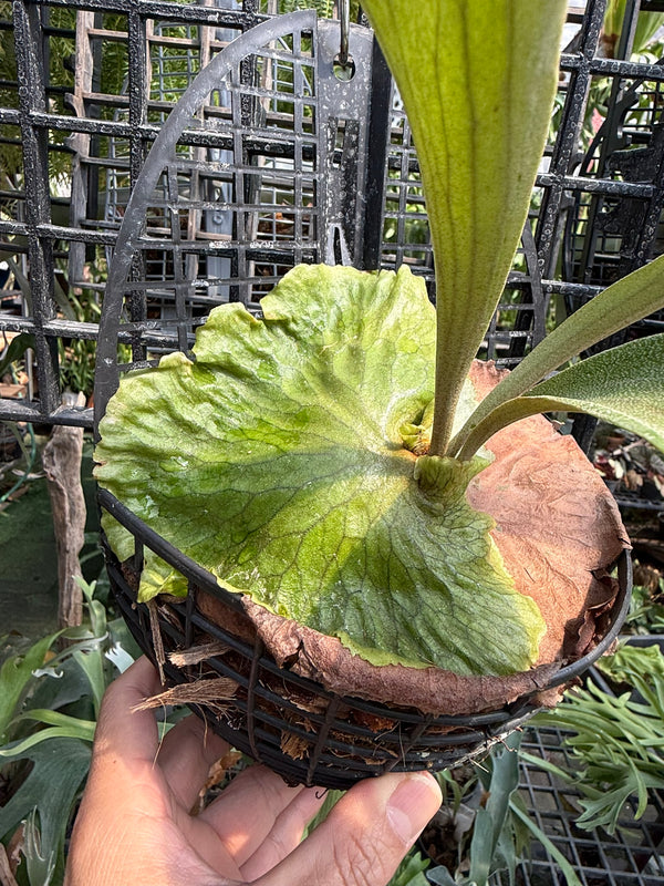 Platycerium Horn's Surprise