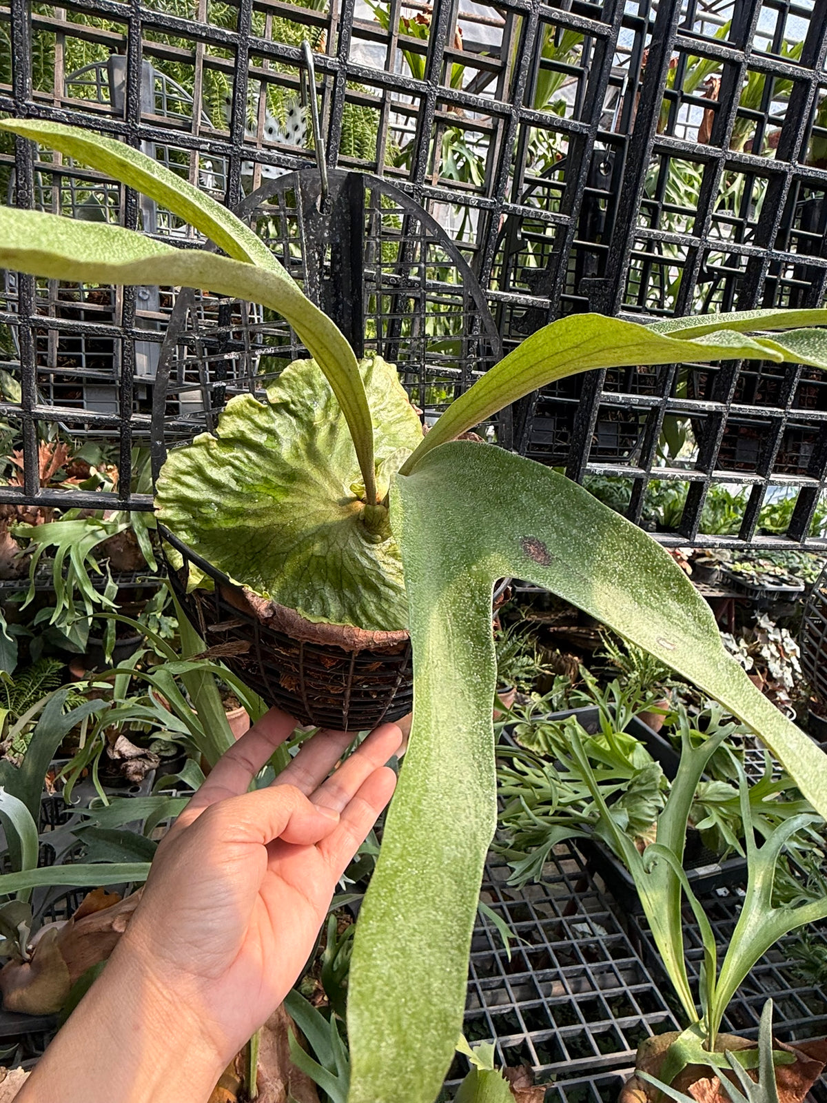 Platycerium x Mentelosii