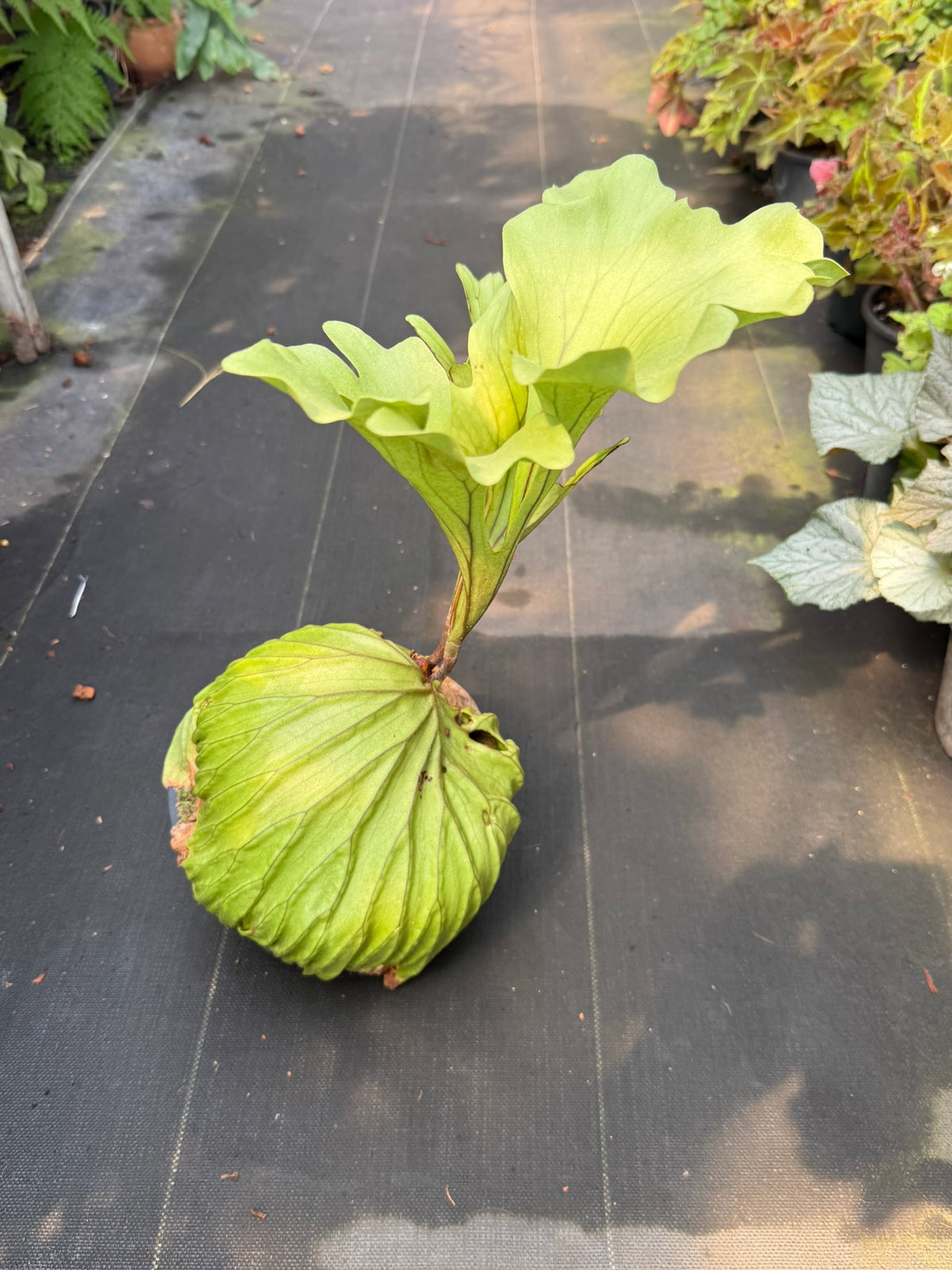 Platycerium ridleyi Wide from