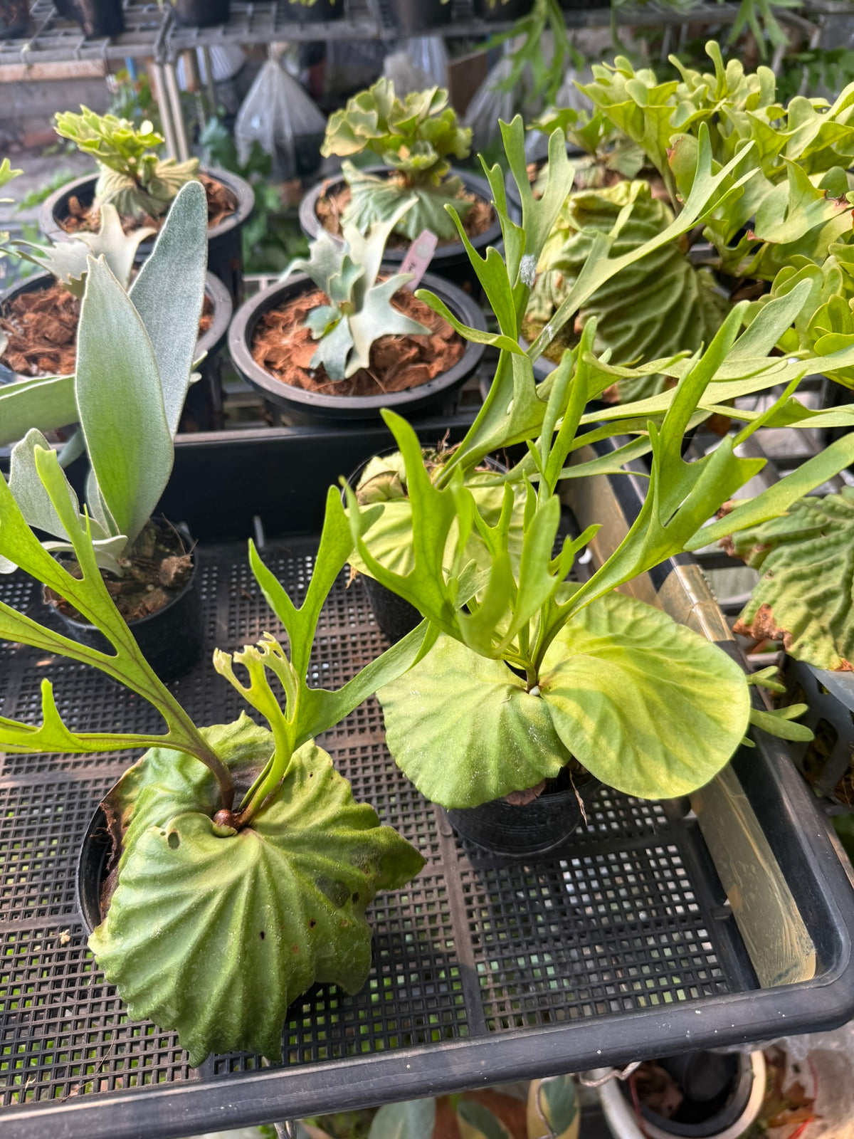Platycerium ridleyi Thin