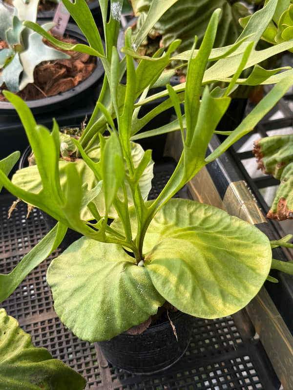 Platycerium ridleyi Thin