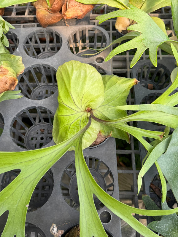 Platycerium Mt.Kitshakood