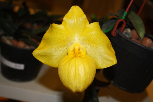 Paphiopedilum armeniacum