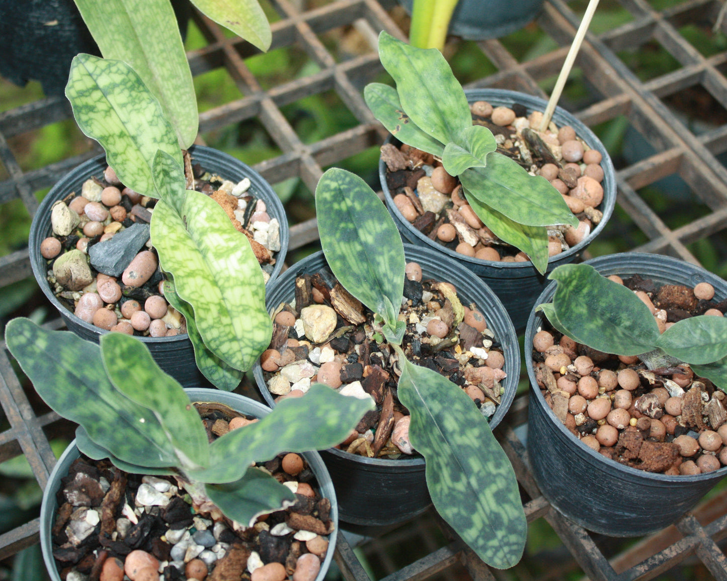 Paphiopedilum malipoense