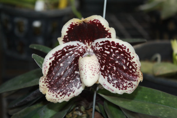 Paphiopedilum godefroyae