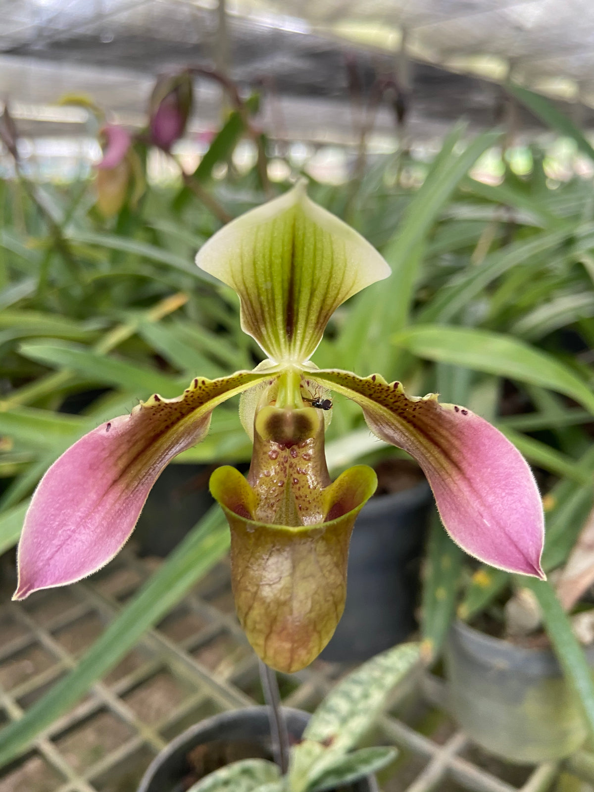 Paphiopedilum hainanense