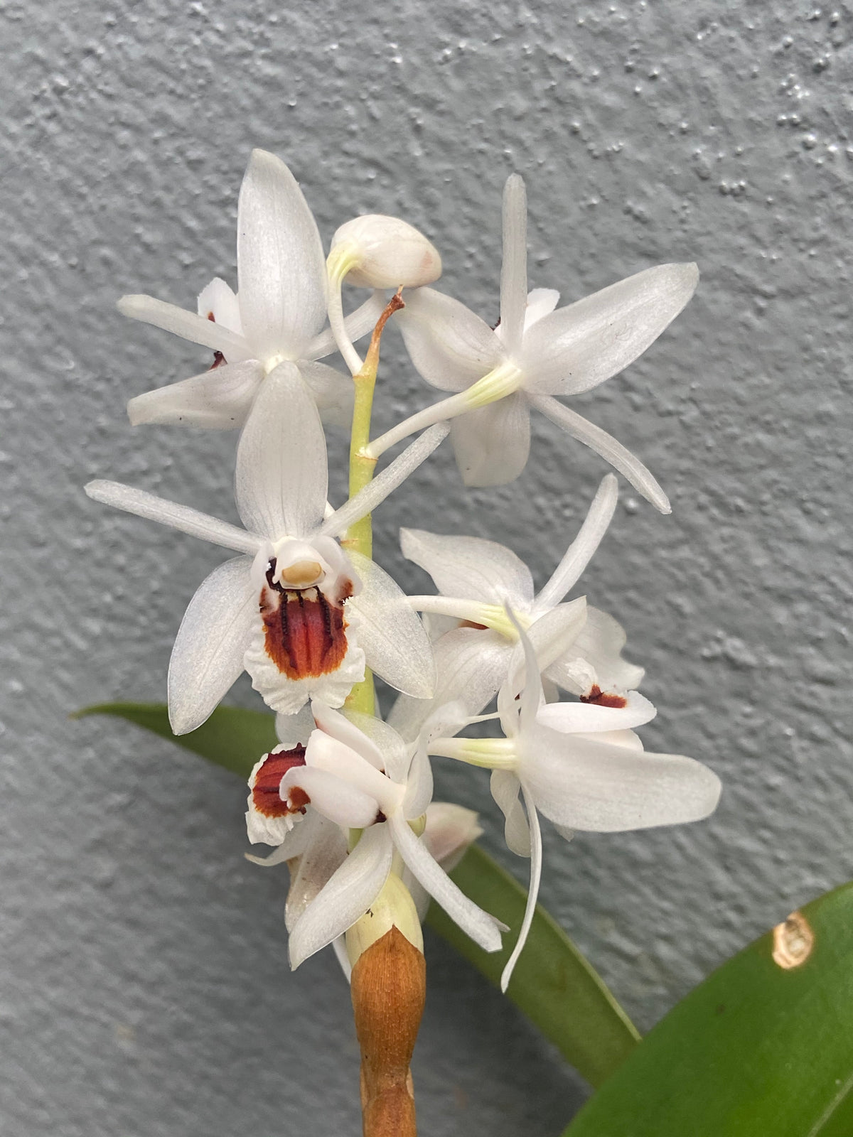 Coelogyne pulchella