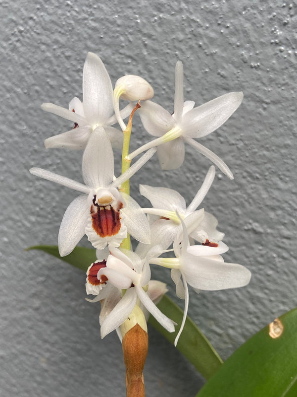 Coelogyne pulchella