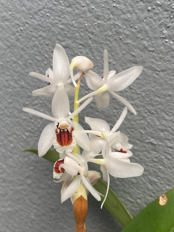Coelogyne pulchella