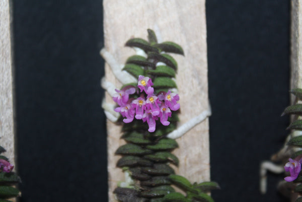 Schoenorchis scolopendria