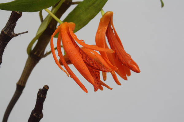 Dendrobium lanyaiae