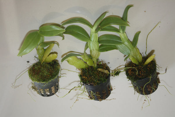 Dendrobium trantuanii