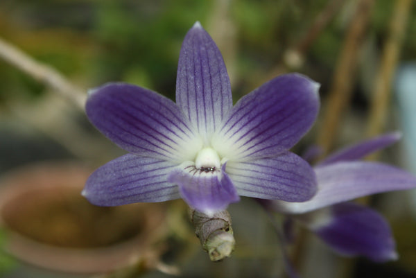 Dendrobium victoria-reginae
