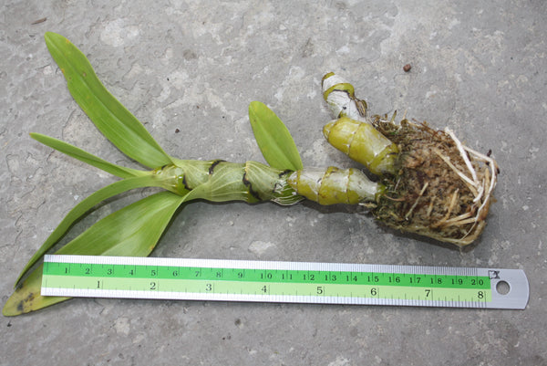 Dendrobium sanguinolentum
