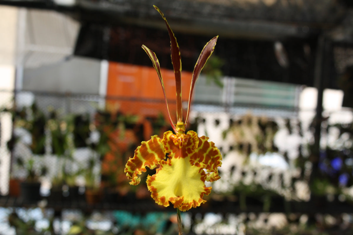 Psychopsis butterfly