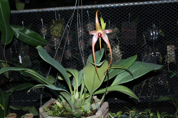 Bulbophyllum echinolabium