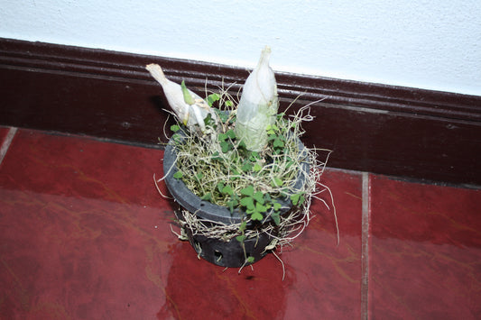 Catasetum tenebrosum
