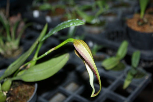 Bulbophyllum antenniferum