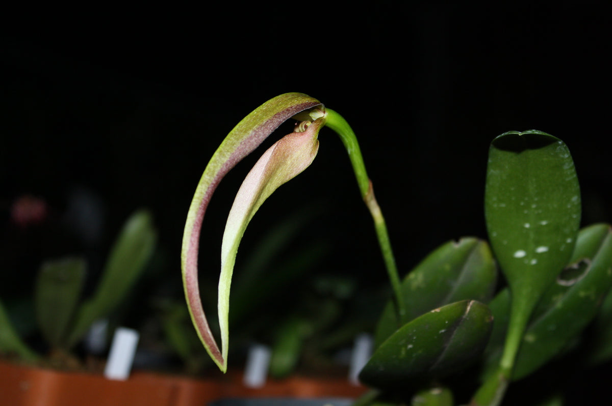 Bulbophyllum antenniferum