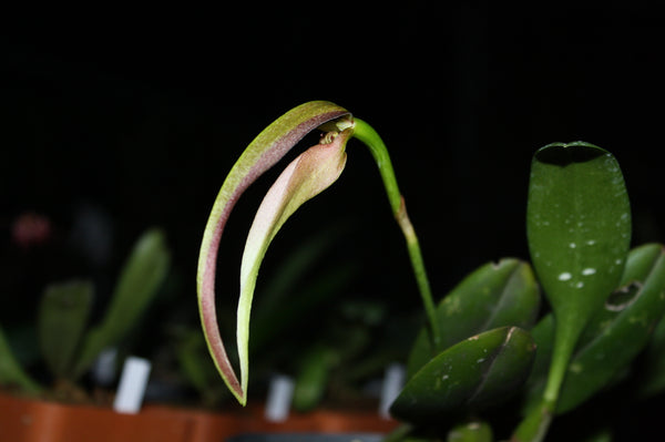 Bulbophyllum antenniferum
