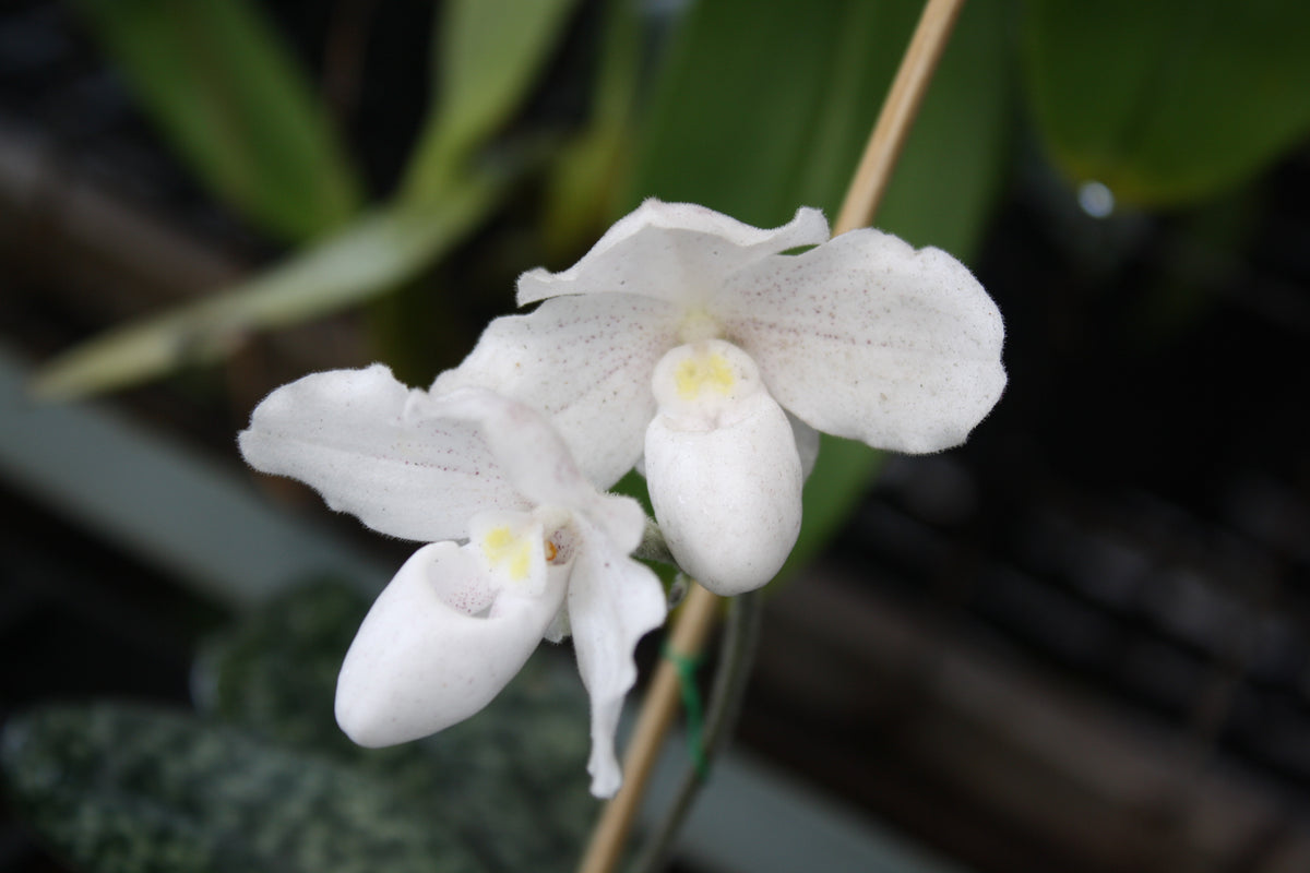 Paphiopedilum niveum