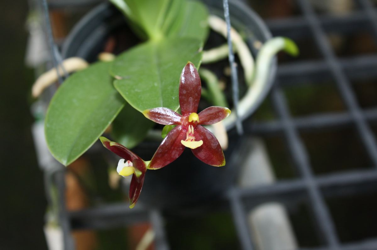 Phalaenopsis cornu-cervi var. chattaladae