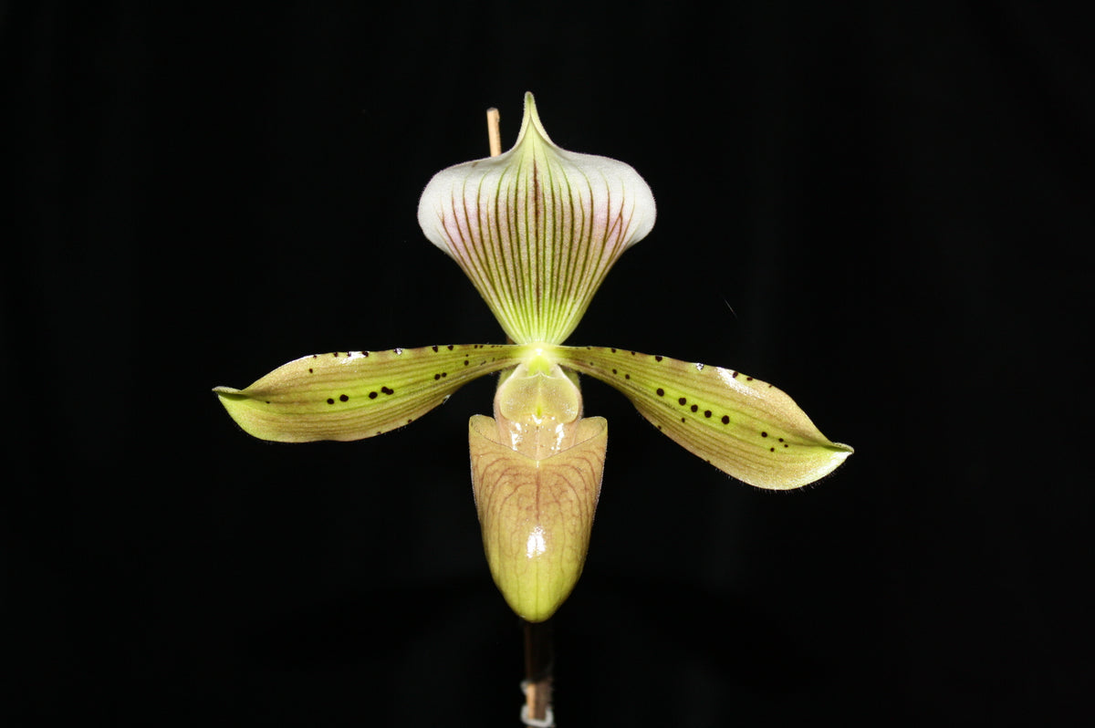 Paphiopedilum tonsum