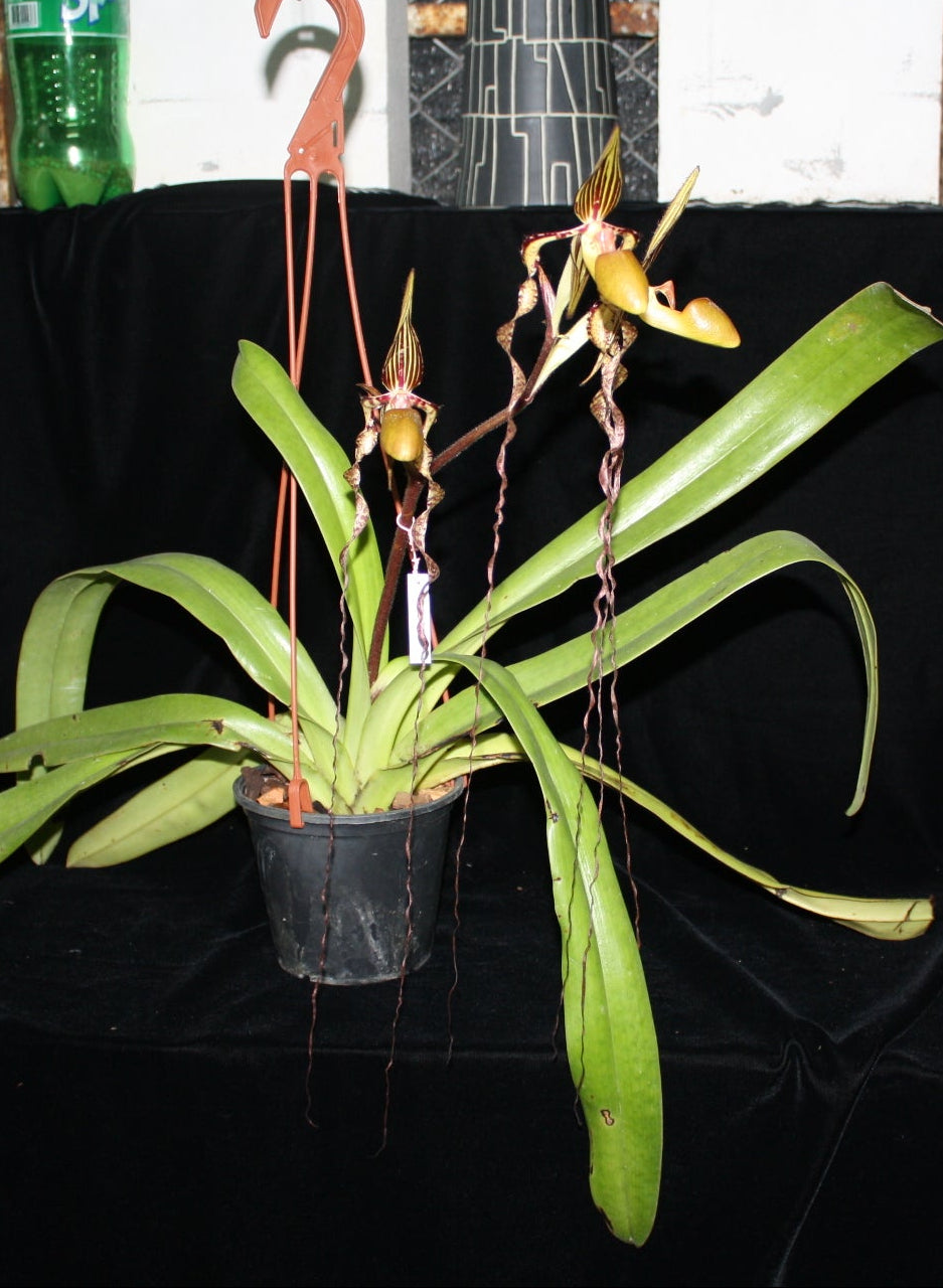 Paphiopedilum sanderianum
